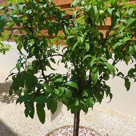 Ernica Вилла Lysos