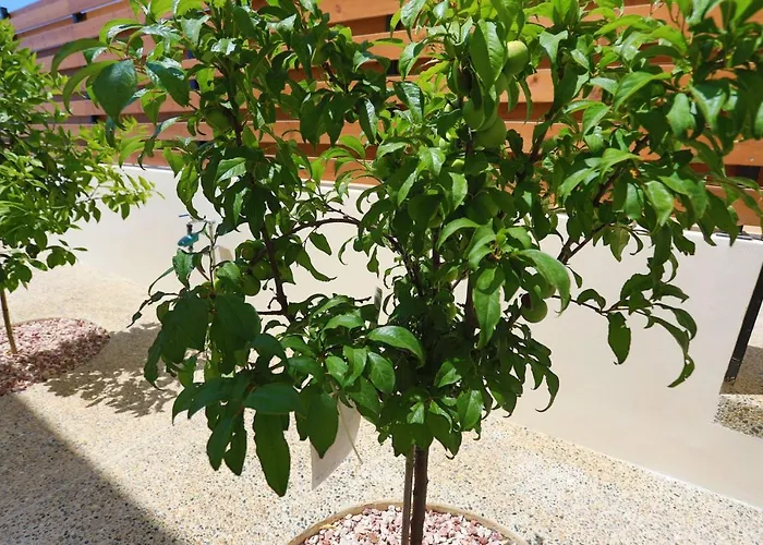 Ernica ヴィラ Lyso